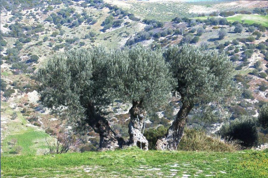 Grassetti Montegiordano Exterior foto
